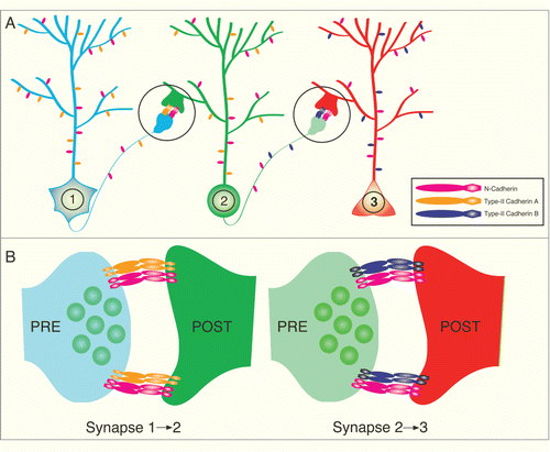 Figure 2. Model of Type II cadherin mediated synaptic specificity. (A) Illustration depicting a 3 neuron circuit with specific connections from neuron 1 to neuron 2 and then neuron 2 to neuron 3. (B) Expanded view of synaptic areas circled in A. Note that all 3 neurons express the Type-I N-cadherin (pink), which is present and required for function of most synapses. However, the neurons express different kinds of Type II cadherins (orange or purple) to restrict synapse formation to select synaptic partners that express the matching Type II cadherin.