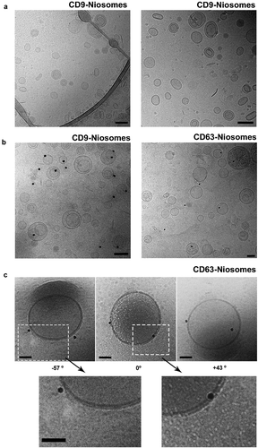 Figure 5. Cryo-Electron Microscopy of decorated niosomes. (a) Cryo-EM of CD9-Niosomes. (b) Immunogold staining of CD9 and CD63-decorated niosomes. Antibodies used were anti-CD9 (clone VJ 1/10) on AviCD9LELAvi-decorated niosomes and anti-CD63 (clone TEA 3/18) on AviCD63LELAvi decorated niosomes. (c) Cryo-Electron Tomography analysis of a CD63-decorated niosome. CD63-decorated niosome observed without any inclination (0°), or after tilting the sample either −57° or +43°. Magnification of bilayer membrane structure is shown. Bars = 100 nm for all images.