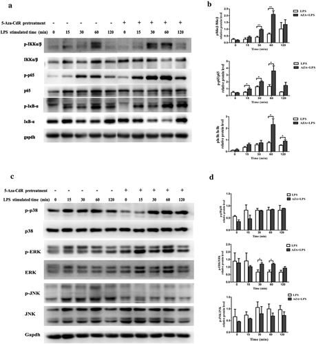 Figure 3. Effects of 5-Aza-CdR pretreatment on LPS-induced activation of the NF-κB and MAPK signaling pathways in hDPCs. Cells were pretreated with 10 µM/l 5-Aza-CdR for 48 h followed by stimulation with 1 µg/ml LPS. (a) The phosphorylation of IKKα/β, IκBα, and p65 in the NF-κB pathway was examined by western blot. GAPDH was used as an internal control. (b) The histogram shows the relative quantitative analysis of phosphorylation of IKKα/β, IκBα, and p65 in cells pretreated with 5-Aza-CdR compared to cells treated with LPS alone. (c) The phosphorylation of p38, ERK, and JNK in the MAPK pathway was examined by western blot. GAPDH was used as an internal control. (D) The histogram shows the relative quantitative analysis of the phosphorylation of p38, ERK, and JNK in cells pretreated with 5-Aza-CdR compared to that in cells treated with LPS alone. The results are presented as the mean ± SD of three independent experiments; *P <0.05; **P < 0.01.