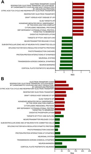 Figure 5. Curated gene sets enriched in the retinas of mice with EAE. The bar graphs depict the top 10 GSEA curated gene sets (FDR q-value < 0.05, NOM p-value < 0.05) that were positively enriched (shown in red bars) and negatively enriched (shown in green bars) in the EAE-affected retinas. The height of each bar in panels A and B indicates the strength of the normalized enrichment score (NES) and the size of the gene set, respectively.