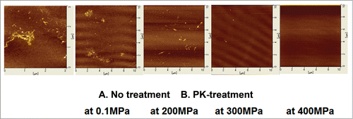 Figure 2. Atomic force microscopy images of rHaPrPres fibrils PK-treated under different conditions. (A) A representative image of rHaPrPres fibrils as prepared by the method of QUICCitation14. (B) Representative images of rHaPrPres fibrils after PK-treatment for 1 h at respective pressures. See Materials and Methods for more details.