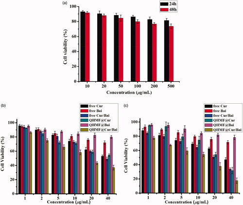 Figure 7. (a) Viability of A549 and RAW264.7 cells with QHMF at 24 and 48 h. The inhibiting effects of free Cur, free Bai, free Cur/Bai, QHMF@Cur, QHMF@Bai, and QHMF@Cur/Bai at 24 (b) and 48 h (c) on the A549 and RAW264.7 cells.