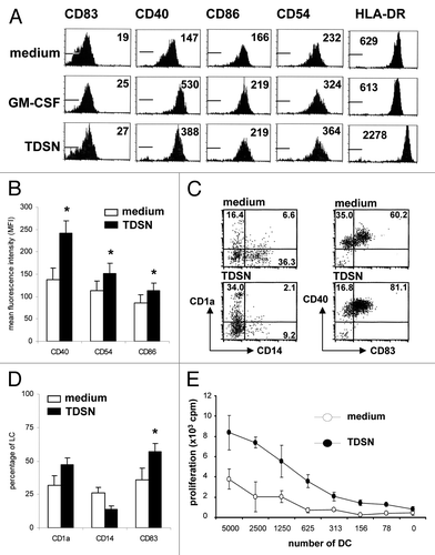 Figure 1. Primary colon tumor derived supernatants (TDSN) promote maturation of DC migrating from human skin explants. Intradermal (i.d.) injection -prior to culture- of human skin explants with 100 ng GM-CSF or 50% (v/v) TDSN (combined with 3% (v/v) TDSN added to the culture supernatant) (A and B) enhanced the maturation state of migrated DC (harvested and analyzed 2 d after the start of skin explant culture; Mean Fluorescence Intensities (MFI) of the tested markers are listed in the histograms and the histogram markers indicate fluorescence levels obtained with the isotype controls) and (C and D) shifted migrated DC from an immature CD14+ phenotype to a mature CD1a+ phenotype. (E) T-cell stimulatory capacity in an allogeneic Mixed Leukocyte Reaction (MLR) of unmodulated or TDSN-matured DC, emigrated from human skin explants. Mature DC were cocultured at the indicated stimulator: responder ratio for 4 d and pulsed with [3H]-thymidine during the last 18 h. Proliferative responses ([3H]-Thymidine incorporation) are shown as mean counts per minute (cpm) from triplicate wells. All data shown are representative or averages (± sd) of 3–8 independent experiments, *P < 0.05.