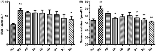Figure 4. Effects of GTEs (A) and BTEs (B) on serum BUN and Cr in hyperuricemic mice. N = 6 per group. NC: normal control; MC: model group; AP: allopurinol (5 mg/kg); G1, G2 and G3 mean 0.5, 1 and 2 g/kg GTEs; B1, B2 and B3 mean 0.5, 1 and 2 g/kg BTEs; **p < 0.01, compared with the control group; #p < 0.05, ##p < 0.01, compared with the model group.