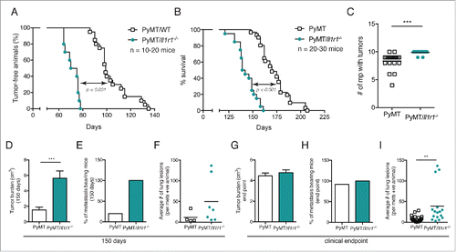 Figure 1. PyMT/Il1r1−/− mice have an earlier tumor onset and increased metastasis compared with PyMT mice. (A) Kaplan–Meier tumor-free survival curves of PyMT (median = 99 d) or PyMT/Il1r1−/− mice (median = 72.5) (n = 10–20 per genotype, Mantel–Cox p < 0.0001). (B) Kaplan–Meier survival curves of PyMT (median = 170 d) or PyMT/Il1r1−/− mice (median = 140.5) (n = 20–30 per genotype, Mantel–Cox p < 0.0001). (C) Number of mammary gland with tumors at clinical end point (n = 15–20, Student's t-test p < 0.001). (D–F) Primary tumor burden (D), percentage of mice bearing metastasis (E) and average number of lung lesions per metastasis-bearing animals (F) at 5 mo of age of PyMT or PyMT/Il1r1−/− mice (n = 7–19 mice per genotype). Each symbol represents a mouse; the line represents the mean. (G-I) Primary tumor burden (G), percentage of mice bearing metastasis (H) and average number of lung lesions per metastasis-bearing animals (I) at clinical end point of PyMT or PyMT/Il1r1−/− mice (n = 16–17 mice per genotype, Student's t-test p < 0.01). Each symbol represents a mouse; the line represents the mean.