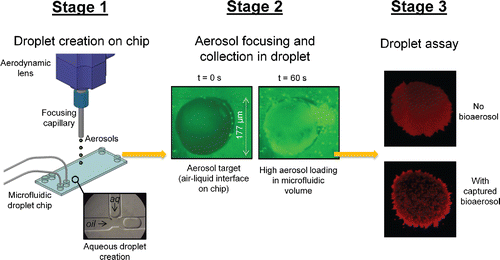 Figure 1. Overview of the operating principle of the droplet-based microfluidics bioaerosol detector. In Stage 1, aqueous microfluidic droplets are created in an oil carrier phase in the channels of a microfluidic chip. Encapsulated in the droplets are reagents needed to perform an assay. A droplet is then moved to an opening in the channel directly across from the aerosol jet, and aerosols are focused toward the droplet interface. The aerosols are collected into the droplet (Stage 2), and are finally assayed using the detection technique of interest (Stage 3).