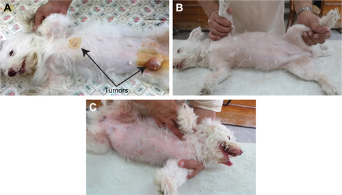 Figure S5 Photographs for case 3 (Tumor 2: left caudothoracic mammary gland and Tumor 13: right abdominal mammary gland) showing the tumor regression after each treatment.Note: (A) Before treatment, (B) 2 weeks after the third treatment, and (C) 1 year after the third treatment.