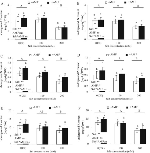 Figure 2. Effects of AMF inoculation on N (A, B), P (C, D), and K (E, F) contents in the aboveground and underground parts of alfalfa under salt stress.