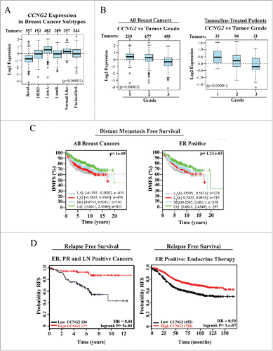 Figure 8. Meta-analysis of CCNG2 expression in breast cancer (BC) tumor types and its correlation with relapse free (RFS) and distant metastasis free (DMFS) survival in breast cancer patients. (A, B) Box-plots assessing CCNG2 expression in BC subtype (A) or grade classified BC tumor tissues (B) from all or tamoxifen-treated (B, right) patients (numbers of sample size at top of box-plot panels). (C, D) Kaplan-Meier survival curves estimating probability of survival for patients with tumors expressing high or low levels of CCNG2 (stratified on basis of tumor characteristics and therapy). HR = Hazard ratio. Data were assembled from online microarray databases and analyzed using the GOBO - Gene expression-based Outcome for Breast cancer Online software (http://co.bmc.lu.se/gobo) and the KM plotter tool for breast cancer (http://kmplot.com/analysis/). PR = progesterone receptor, LN = lymph node.