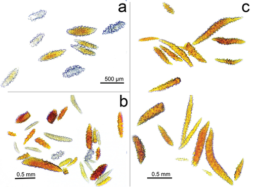 Figure 5. Sclerites of the three species (a) Muricea hebes, (b) Muricea robusta and (c) Muricea echinata collected at El Pelado Islet (REMAPE area). Sclerite Photos by Rubén Abad and Karla. B. Jaramillo.