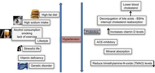 Figure 2 Causative agents of hypertension and potential modes of probiotic action on hypertension.