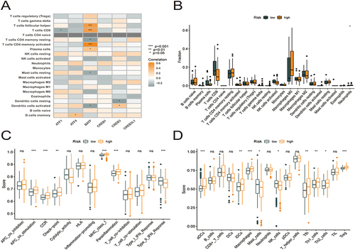 Figure 9 Six core prognostic genes in HCC correlate significantly with immune cell infiltration. (A) Correlation between the six core prognostic genes and 22 immune cell infiltrates. (B) Box plots showing the differences in the proportions of 22 different types of immune cells in HCC tumor samples between high- and low-risk groups. (C) Differences in immune function scores between the high- and low-risk groups obtained using the ssGSEA algorithm. (D) Differences in the immune cell abundances between the high- and low-risk groups obtained using the ssGSEA algorithm.