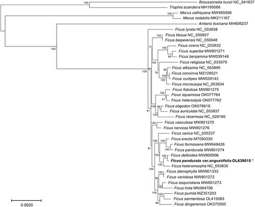 Figure 1. The phylogenetic tree from a maximum-likelihood analysis of complete chloroplast genome sequences from F. pandurata var. angustifolia and related species. Bootstrap support values are indicated at each node (N = 1000). Scale bar indicates phylogenetic distance in substitutions per site.