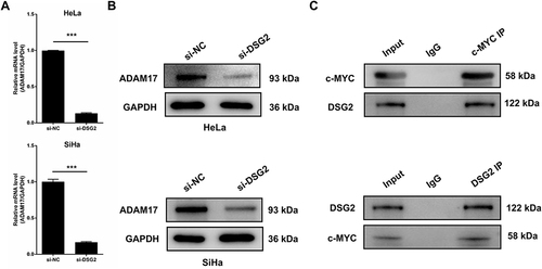 Figure 5 DSG2 regulates the expression of ADAM17 in cervical cancer. (A) The effect of DSG2 knockdown on ADAM17mRNA expression was detected by qPCR. (B) The effect of DSG2 knockdown on ADAM17 protein expression was detected by WB. (C) The interaction between DSG2 and c-MYC was detected by Co-IP assay. ***P < 0.001.