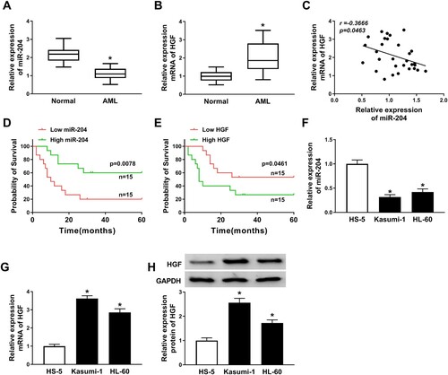 Figure 1. Downregulation of miR-204 and upregulation of HGF were observed in AML samples and cell lines. (A–B) The relative expression of miR-204 and HGF mRNA in AML and normal serum samples was analyzed by RT-PCR assay. (C) The relationship between miR-204 and HGF was analyzed. (D) Kaplan-Meier analysis displayed the correlation between miR-204 expression and 5-year overall survival of AML patients. (E) Kaplan-Meier analysis revealed the correlation between HGF expression and 5-year overall survival of AML patients. (F–G) RT-PCR assay was used to detect the expression of miR-204 and HGF in AML cell lines and HS-5 cells. (H) The HGF protein expression was measured by western blot assay. *P < 0.05.