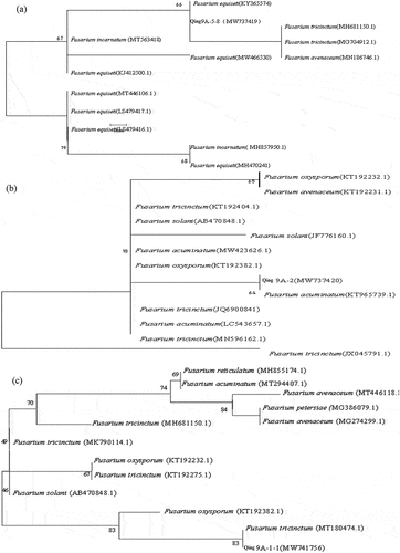 Figure 2. Phylogenetic tree based on sequences (a) Qing A-5-8, (b) Qing 9A-2 and (c) Qing 9A-1-1.