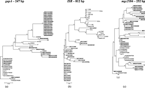 Figure 1.  Dendrograms constructed with Russian M. gallisepticum sequences from 26 M. gallisepticum samples using the neighbour-joining (NJ) method with 1000-bootstrap replicates using MEGA 3.1 (http:// www.megasoftware.net). Numbers denote the confidence interval percentage for a certain branch to occur. The Russian M. gallisepticum samples are in bold and italicized. Rlow was chosen as an outgroup.