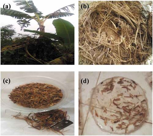 Figure 1. (a) Plantain plant and fiber (b) Chopped and (c) treated plantain fiber.