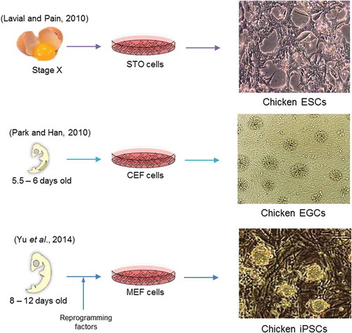 Figure 1. Derivation and culture of chicken stem cells from various developmental stages. Chicken ESCs derived from the blastodermal cells at embryonic stage X. In the culture, cESCs grow on the STO feeder layer and attach to each other with visible borders. PGCs have the ability to be reprogrammed into EGC colonies (from 5.5–6 d old embryo) on the CEF feeder layer. Chicken iPSCs have been generated by in vitro reprogramming of chicken fibroblast cells (from 8–12 d old embryo) on MEF feeder layer.ESCs: embryonic stem cells; STO: mouse fibroblast cell line; CEF: chicken embryonic fibroblast cells; MEF: mouse embryonic fibroblast cells; EGCs: embryonic germ cells; iPSCs: induced pluripotent stem cells.