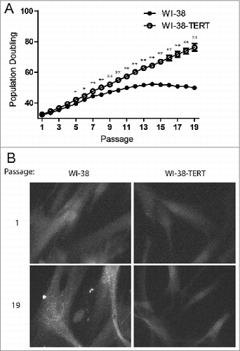 Figure 1. Punctate GFP-LC3B in replicative senescent human fibroblasts. (A) Growth curves of primary WI-38 and WI-38-TERT fibroblasts in extended culture. Error bars represent standard deviation among 3 wells grown in parallel. (B) Representative images of GFP-LC3B puncta in WI-38 or WI-38-TERT cells at passage 1 and 19 after initiation of culture. A 40X objective was used for imaging. * and ** indicate significance at P < 0.05 and P < 0.01 respectively.