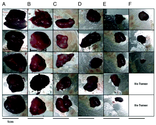 Figure 6. Effects of combination treatment on tumor size. At the end of treatment, mice were euthanized and tumors extracted and pictures taken using a Nikon camera. After three immunizations BALB/c mice were challenged with TUBO cells and treated with VEGF-P3 and VEGF-P4. Representative photos from different treatment groups at day 39 after the inoculation of cancer cells are reported. (A) untreated; (B) irrelevant; (C) MVF-HER-2; (D) MVF-HER-2+IRRELEVANT; (E) MVF-HER2+VEGF-P3(CYC); (F) MVF-HER2+RI-VEGF-P4(CYC).