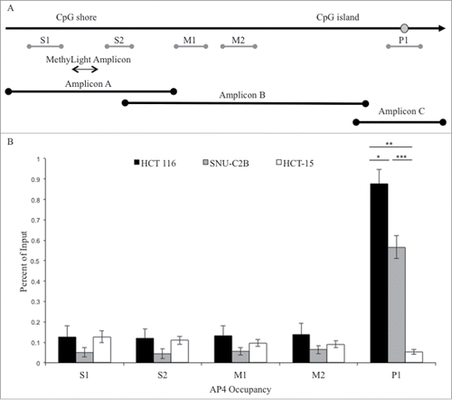 Figure 2. ChIP analysis of AP4 occupancy at the MLH1 CpG island and shore region. (A) Chromatin immunoprecipitation followed by qPCR was performed at five regions upstream of MLH1, located in the CpG shore (S1 and S2), middle region (M1 and M2), and promoter CpG island (P1). MethyLight and bisulfite sequencing regions interrogated are also indicated. SNP location is indicated by gray circle. (B) Experiments were performed in HCT 116 (GG), SNU-C2B (GA), and HCT-15 (AA) cell lines to compare AP4 occupancy among genotypes of SNP rs1800734. Three biological replicates of each cell line were run in triplicate and averaged after ChIP-qPCR. Error bars represent standard deviation. *P < 0.05, **P < 0.01, ***P < 0.001 by independent samples t-test.