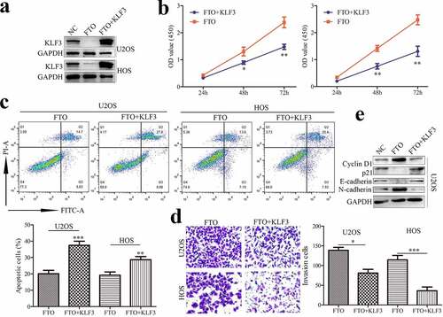 Figure 4. KLF3 impairs the FTO-induced proliferation and invasion of OS cells.