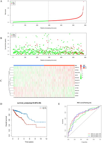 Figure 3. Performance evaluation and validation of the CRC prognostic model in TCGA. (A) Distribution of Riskscore in high/low-risk group patients in TCGA. The high-risk group is indicated on the right of the dotted line and the low-risk group on the left of the dotted line. (B) Distribution of survival status in high/low-risk group patients in TCGA. The dashed line on the right represents the high-risk group, while the dashed line on the left represents the low-risk group. Each data point represents an individual patient. The red dots indicate patients who experienced death at the corresponding time point, while the green dots represent patients who were still alive at the corresponding time point. (C) Heatmap depicting the expression levels of prognostic genes in high/low-risk groups of patients in TCGA. The red line represents gene expression up-regulation, while the green line represents gene expression down-regulation. (D) Survival curve analysis of high/low-risk group patients in TCGA. (E) ROC curves demonstrating the accuracy of the model in predicting 1-year, 3-year, and 5-year survival in CRC patients. The X-axis represents the specificity of the model, while the Y-axis represents the sensitivity of the model. The larger the AUC, the higher the sensitivity and specificity of the model. Therefore, a larger AUC value indicates a higher level of sensitivity and specificity in the model.