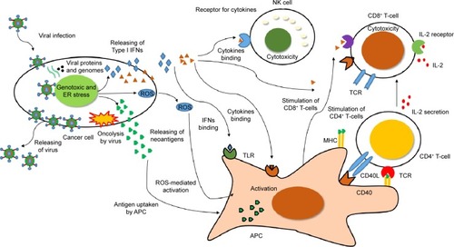 Figure 1 Infection with OVs enhances immune activation against cancer cells.Notes: Infection with OVs induces genotoxicity and ER stress in cancer cells. IFN-1 released from cancer cells activates NK cells and CD8+ T-cells. This event induces cytotoxicity and cell death in surrounding uninfected cancer cells. Conversely, oncolysis induces the production of neoantigens by cancer cells, which are presented by APCs to CD4+ and CD8+ T-cells for activation. Activated CD4+ T-cells secrete IL-2 and enhance the cytotoxicity of CD8+ T-cells. These mechanisms enhance immune activation against cancer cells. Data from Kaufman et al.Citation8Abbreviations: APC, antigen-presenting cell; CD, cluster of differentiation; ER, endoplasmic reticulum; IFNs, interferons; IL, interleukin; NK, natural killer; OVs, oncolytic viruses; ROS, reactive oxygen species.