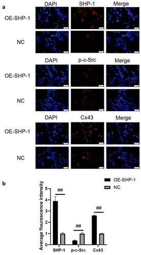Figure 2. The protein expression after overexpression of SHP-1 was detected by immunofluorescence. (a) The microscopy images of SHP-1, p-c-Src, and Cx43 stained in HL-1 cells were photographed under a fluorescence microscope. (b) The average fluorescence intensity was calculated. OE-SHP-1, HL-1 cells transfected with SHP-1 overexpression lentivirus. NC, HL-1 cells transfected with lentivirus vector. ##, p < 0.01. Scale bar: 50 μm.