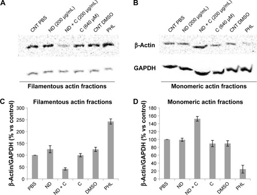 Figure 7 β-Actin protein detection.Notes: Immunoblotting analysis of β-actin and GAPDH levels was carried out on protein extracts of B16F10 cells treated for 72 hours with PBS, ND (200 μg/mL), ND + C (200 μg/mL), DMSO, C (640 μM), and PHL. The extraction procedure also included the separation between the actin filamentous structures (A) and its monomeric form (B). An example of one of the three independent blots that were performed with similar results is reported in A and B. In C and D, β-actin measurements obtained after normalization with GAPDH (used as loading control) are expressed as percentage compared to the control (PBS, 100%). Data are shown as mean ± SD of the three different experiments (P<0.001). The irregular running of the monomeric actin fractions in the gel electrophoresis (B) is a constant feature, probably due to the lysis buffer composition, that occurred in all the replicates.Abbreviations: PBS, phosphate-buffered saline; ND, nanodiamond; C, citropten; DMSO, dimethyl sulfoxide; PHL, phalloidin; SD, standard deviation; CNT, control.