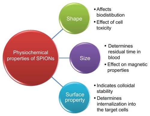 Figure 1 Physicochemical considerations of superparamagnetic iron oxide nanoparticles for drug delivery.