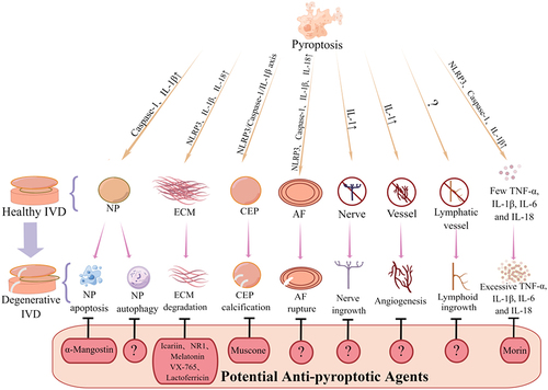 Figure 2 Potential roles of pyroptosis in the pathogenesis of IVDD disease.