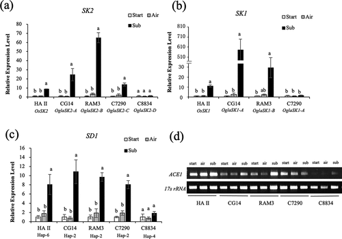 Figure 2. Expression analyses of the genes involved in the deepwater response in O. glaberrima. Expressions analyses of SK2 (a), SK1 (b), and SD1 (c) were performed by real-time RT-PCR using gene-specific primers on the internodes of the plants submerged or grown in the air for 12 h. 17s rRNA was used as an internal control. Data represent the means ± SE of three measurements. Different letters above bars indicate significant differences (P <0.05) based on the Bonferroni test. (d) ACE1 expression analysis was performed by RT-PCR using gene-specific primers on the internodes of the plants submerged or grown in the air for 12 h.