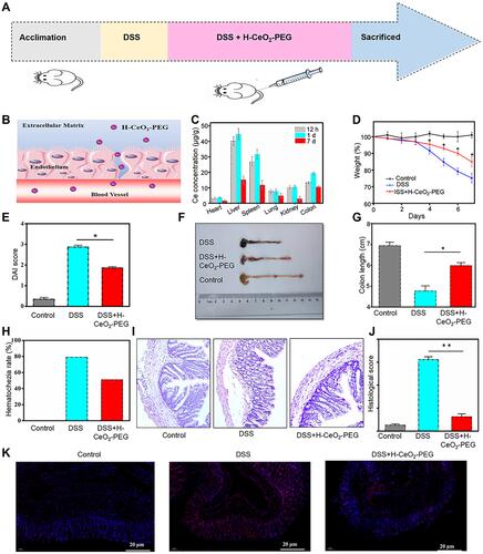 Figure 5 Evaluation of therapeutic effects of H-CeO2-PEG in vivo. (A) Overall experimental procedure. Mice were provided normal water or water containing 3% DSS for 7 days. On days 1, 3, 5, and 7, the mice were treated with H-CeO2-PEG or normal saline. (B) H-CeO2-PEG was intravenously administered to DSS-induced colitis model mice to target the inflamed colon from the endothelium via a mechanism mediated by size. (C) Ce concentrations at different time intervals of 12 h,1 day and 7 days after intravenously injection. (D) The weight of the mice treated with H-CeO2-PEG or normal saline. (E) DAI scores of the mice treated with H-CeO2-PEG or normal saline. (F and G) Colon lengths and corresponding images of colons from each group. (H) Haematochezia rate of the mice treated with H-CeO2-PEG or normal saline. DAI, disease activity index. (I) H&E-stained colon sections from each group. (J) Histological scores from (I). (K) Representative images of the ROS staining (red: ROS, blue: DAPI). *P< 0.05; **P< 0.01. A P value less than 0.05 was defined as statistically significance.