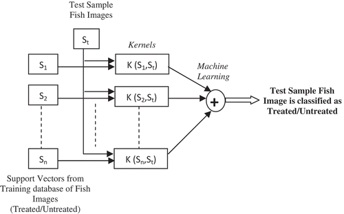 Figure 6. Classification using support vectors for classification of treated and untreated fish.