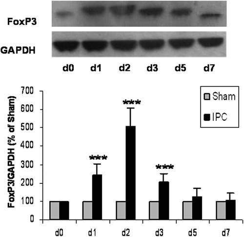 Figure 2. Myocardial ischemic preconditioning (IPC) caused the protein expression of FoxP3. At 0, 1, 2, 3, 5, and 7 days after myocardial IPC or sham (non-preconditioned) surgery, rat hearts were harvested and quantitatively analyzed for FoxP3 expression, using the Western blotting method. The FoxP3 protein levels are represented as a percentage of their respective sham control. Data are presented as the mean ± S.D.; ***p < 0.001, compared to nonpreconditioned rats, n = 8 per group.