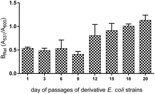 Figure 7. The stability of biofilm formation of the amoxicillin-induced derivatives of E. coli No. 5 and No. 6. The biofilm formation was measured after the subsequent days of culture passages under the control condition (without antibiotic). The biofilm was analyzed based on the OD value of the absorbed crystal violet (0.3%) measured at 531 nm (A531). The results represent the values of relative biofilm formation (Brel) independent of bacterial growth (A531/A600). The study was performed in four replications in two independent experiments.