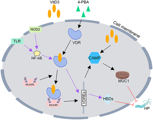 Figure 1 VitD3 inhibits HP by promoting the secretion of antimicrobial peptides (AMPs). Vitamin D3 aloneCitation36 or in combination with retinoic acidCitation37 or 4-PBACitation35 results in the activation of functional VDR signaling to trigger the expression of CAMP, while VitD3 upregulates b-defensins by binding to VDR after TLR2/1 or NOD2 signaling activates NF-kB signaling in human monocytes, which ultimately eradicates HP.Citation38,Citation39 CAMP, cathelicidin antimicrobial peptide; HBDs, human β-defensins; VDR, vitamin D receptor; VDREs, vitamin D3 response elements; 4-PBA, 4-phenylbutyrate; TLR, Toll-like receptor; NOD2, nucleotide-binding oligomerization domain containing 2; NF-kB, nuclear factor kB; RXR, retinoid X receptor; ROR, retinoic acid-related orphan receptor; MUC1, mucin1.