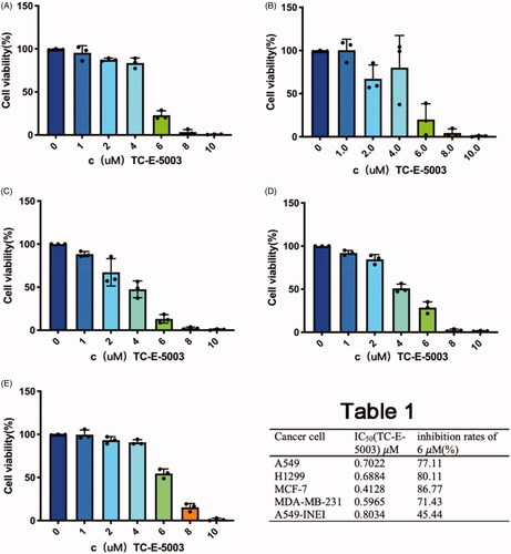 Figure 3. Graphical representation of cell viability data. (A-D) Cell viability changes of A549, H1299, MCF-7 and MDA-MB-231 cells after adding different concentrations of TC-E-5003. (E) Cell viability changes of A549 cells after adding different concentrations of TC-E-5003 in INEI system.