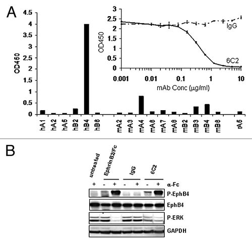 Figure 2. A specific EphB4 antibody mimics the effects of ligand. (A) Binding of EphB4 antibody clone 6C2 to human (h), murine (m) or rat (r) Eph receptors was detected by ELISA. The ability of increasing concentrations of 6C2 to compete with EphrinB2-Fc binding to human EphB4 was assessed by ELISA (inset). (B) HUVECs were untreated or treated with EphrinB2-Fc (B2), control IgG (IgG) or 6C2 in the presence (+) or absence (-) of clustering anti-human Fc antibody for 20 min in complete EGM-2 medium. Lysates were either immunoprecipitated for EphB4 and immunoblotted for phosphotyrosine (P-EphB4) or directly immunoblotted for P-ERK. Total EphB4 and GAPDH were immunoblotted as loading controls for P-EphB4 and P-ERK respectively.