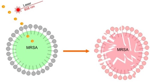 Figure 1 Schematic illustration of the proposed antimicrobial nanotherapy against MRSA, using laser pre-irradiated gold nanoparticles.Abbreviation: MRSA, methicillin-resistant Staphylococcus aureus.