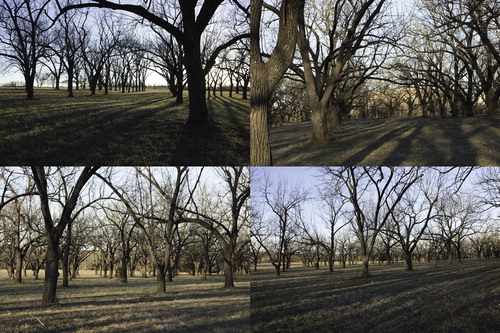 Figure 4. Views of the walnut grove or ‘enchanted wood’.
