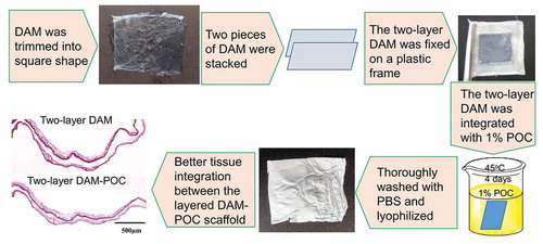 Figure 1. Basic procedure of preparing the two-layer DAM-POC film dressing