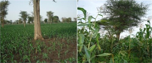 Figure 4. Growth and yield of maize as affected by the shading effects of A. albida tree in western direction.