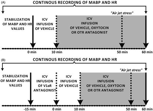 Figure 1. The sequence of experimental procedures in Experiment 1 (oxytocin and OTR antagonist experiments) (A) and Experiment 2 (oxytocin and V1aR antagonist experiments) (B). ICV: intracerebroventricular, MABP: mean arterial blood pressure, HR: heart rate, OTR: oxytocin receptor, V1aR: vasopressin V1a receptor.