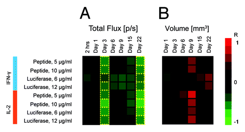 Figure 6. Heatmap of correlations between immune response as measured by slenocyte IFN-γ and IL-2 production (FluoroSpot) and parameters of BLI such as total photon flux (A) and volume of transfected tissue (B). Green indicates an inverse correlation between IFN-γ/IL-2 and BLI parameters (R < 0), whereas red signifies a direct correlation between IFN-γ/IL-2 and BLI parameters (R > 0). Luminescence intensity and transfection volume were measured by BLI and BLT at 7 different time points between 2 h after immunization and 22 d after immunization. The decrease of luminescence was associated with the development of antigen-specific immune responses resulting in a strong inverse correlation between immune response and total photon flux (A). The relationship became apparent 3 d post immunization and showed some degree of variation until day 22, when correlation coefficients returned to their values from day 3. Transfected tissue volume (B) correlated directly with immune response 9 d post immunization, with the exception of IFN-γ levels in response to stimulation by recombinant luciferase, which correlated directly with the transfected volume 22 d post immunization. Transfection volume was measured only once during the first 24 h post immunization (Day 1) to reduce the initial exposure of mice to radiation.