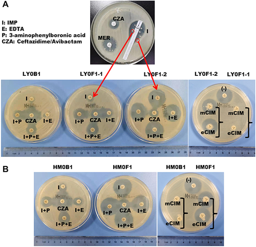 Figure 2 Isolation of CZA-resistant Klebsiella pneumoniae and detection of the enzyme type of the strain. (A) The top panel shows that CZA-resistant Klebsiella pneumonia was isolated from the puncture fluid sample of patient 1 after 10 days of CZA administration, and the sensitivity of CZA, MEM, and IMP was tested by the K-B method. The bottom panel in (A) and (B) shows that the enzyme types of isolates LY0F1-1, LY0F1-2 and HM0F1 were detected by enzyme inhibitor enhancement experiments and mCIM and eCIM experiments.