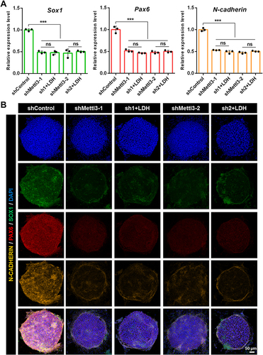 Figure 7 The effect of Mettl3 deficiency on NPCs differentiation of mESCs. (A) qPCR analysis of the effect of Mettl3 deficiency on the mRNA expression level of Sox1, Pax6 and N-cadherin in LDH-treated NPCs. (B) Immunofluorescence analysis of the effect of Mettl3 deficiency on the expression level of SOX1, PAX6 and N-CADHERIN in LDH-treated NPCs. The data are presented as the mean ± SD (n=3, ***p < 0.001, ns means there was no significant difference between the two groups).