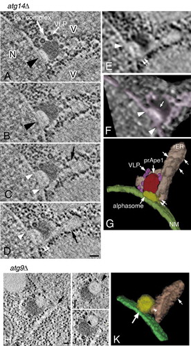 Figure 5. 3D reconstruction analysis of an alphasome and the Cvt complex in atg14∆ (A to G) and atg9∆ (H to K) cells. (A to D) Cross-section images of a 3D reconstruction derived from a 150-nm serial section. (E) Texture map corresponding to (D). (F) Volume rendering model corresponding to (E). Pink shows all membrane structures around the Cvt complex. (G) 3D model derived from tomogram and texture map. The color shows rER-like and tubular membrane structure (pink), the nuclear membrane (green; the small rounded structures on this membrane represent ribosomes), the hemispherical structure (the alphasome, yellow) on the nuclear membrane, the core of the Cvt complex (red) and Ty1 VLPs (purple). (H to J) Cross-section images in a 3D reconstruction from a 400-nm section. (K) 3D model derived from tomography. Cells were grown in YPD to mid-log phase and shifted to SD-N medium for 3 h. Large white arrow (A) marks the Cvt complex. Large arrowheads and white arrow (A and B) mark an alphasome and Ty1 VLPs, respectively. The white arrowheads (C to F) point to the apparent continuity between the alphasome and nuclear membrane lumen. rER-like structure (C and D) marked by black arrows. The white double arrow (D, E, and G) notes the continuity between the alphasome and rER-like structure. The white arrow (F) points to the hemisphere-shaped alphasome. The arrow (H) notes an rER-like structure originated from the nuclear membrane. The arrowhead in (I) points to the continuity between the alphasome and nuclear membrane lumen. The arrowhead (J and K) notes the continuity between the alphasome and rER-like structure. The white arrows (G and K) mark ribosomes. Scale bars: 100 nm. N, nucleus; NM, nuclear membrane; rER, rough endoplasmic reticulum; V, vacuole.